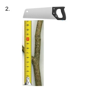 branch measured cut